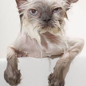 Meet your Posher, Ernest